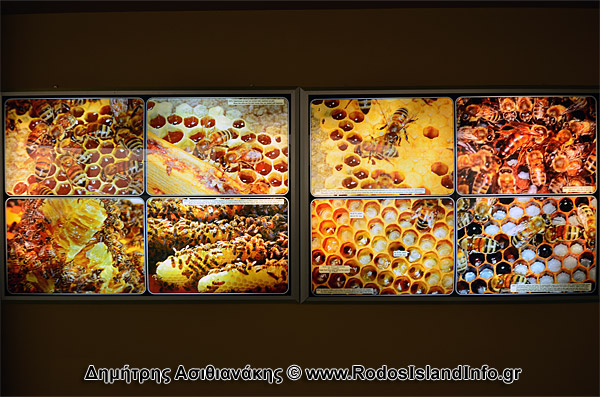 Ρόδος Μουσείο Μέλισσας Φωτογραφίες