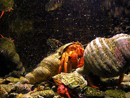 Το Ενυδρείο της Ρόδου