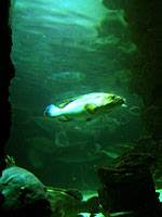 Το Ενυδρείο της Ρόδου